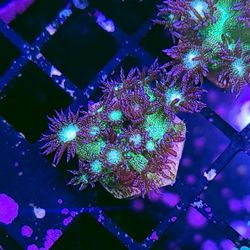 Hellfire Frags Glitter Bomb Goniopora 