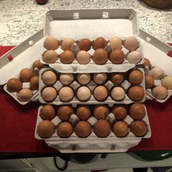 Fresh Eggs