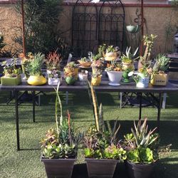 Succulents
