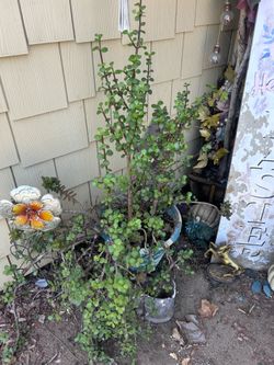 Plant and pot