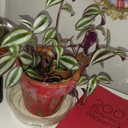 Purple Vine Live Plants