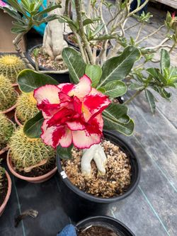 Desert rose