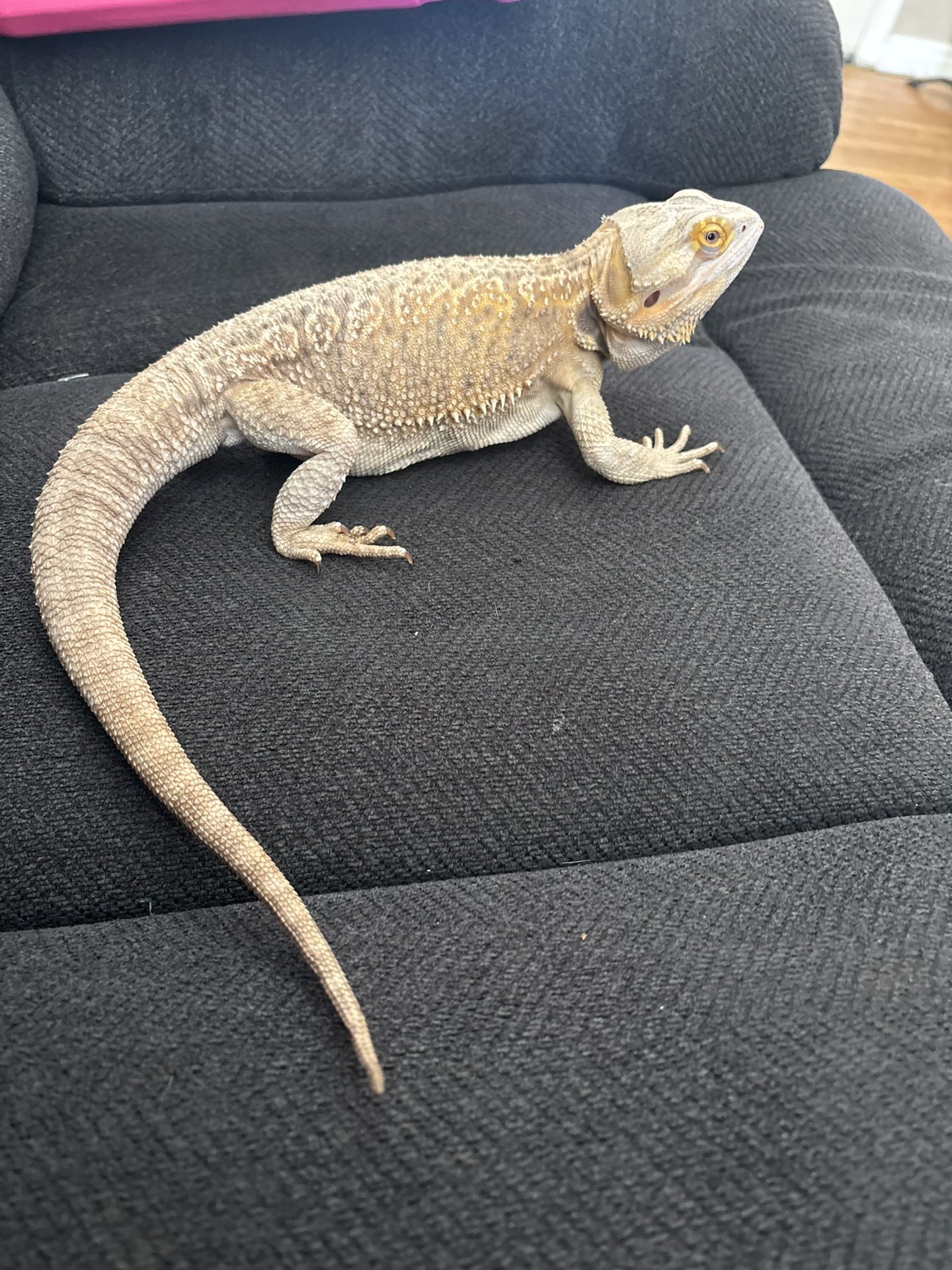 Reptile Tank