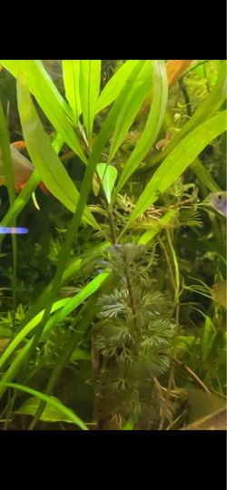 Fake Aquarium Decor