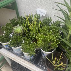 Succulents $1 Each 