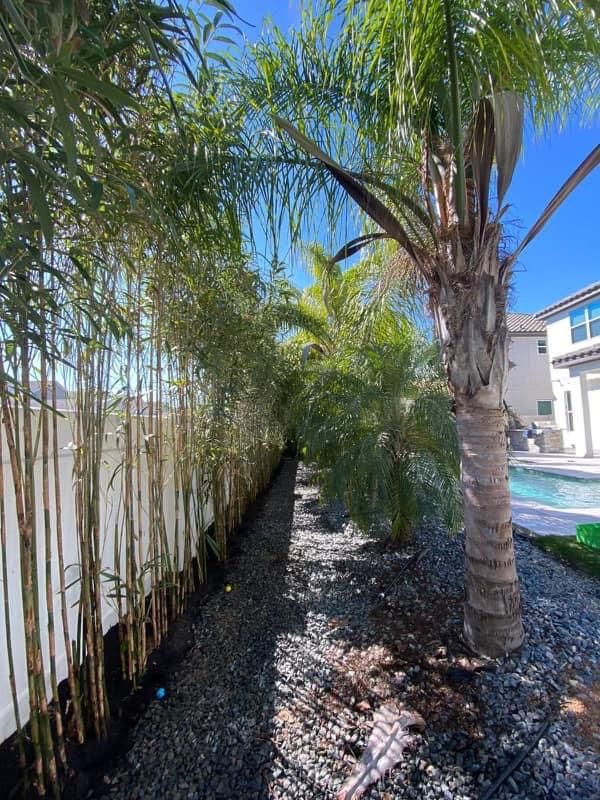Arrow Bamboo Plants 15ft Tall