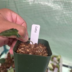 Alocasia Loco