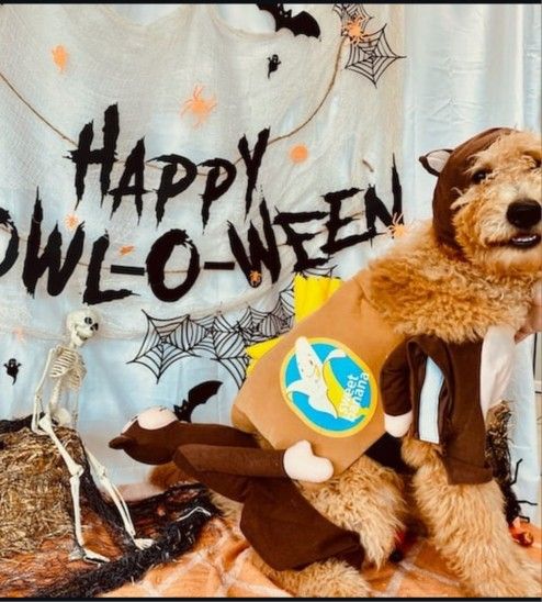Dog Halloween Costumes