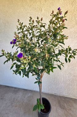 💜🌿Beautiful Princess Flower  Tree(Tibouchina Urvilleana) 💜🌿