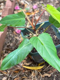 Emerald philodendron