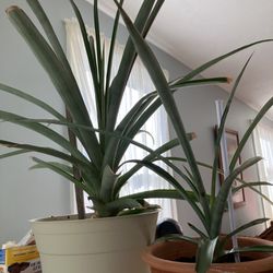 Pineapple Plants Grown From Home