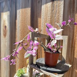 Tradescantia In 3 Inch Pot Trade For Fruits Seeding 