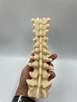 New Human Spine Decorative Candle 9 Inches H
