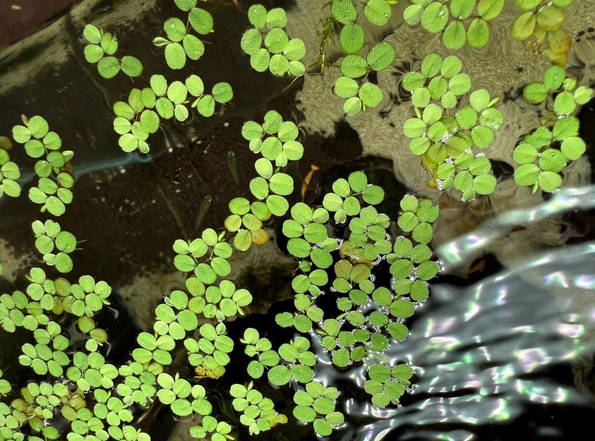 Salvinia Natans β Live Floating Plant for Fish Tanks - Aquatic Aquarium Plant For Aquascape Aquascaping Shrimp Tanks