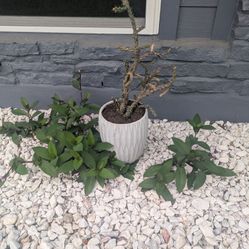 Cactus In Planter 