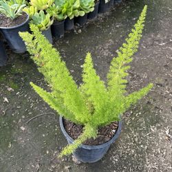 Foxtail Fern
