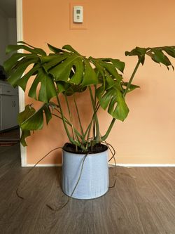 Monstera For Sale