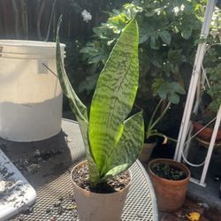 Snake Plant 