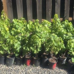 Suffolk Seedless Red Grape Plants
