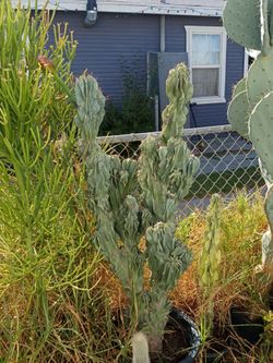 Monstrosis Apple cactus plant
