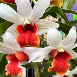 Dendrobium Dawn Frost Red Lips Very Rare Orchid 