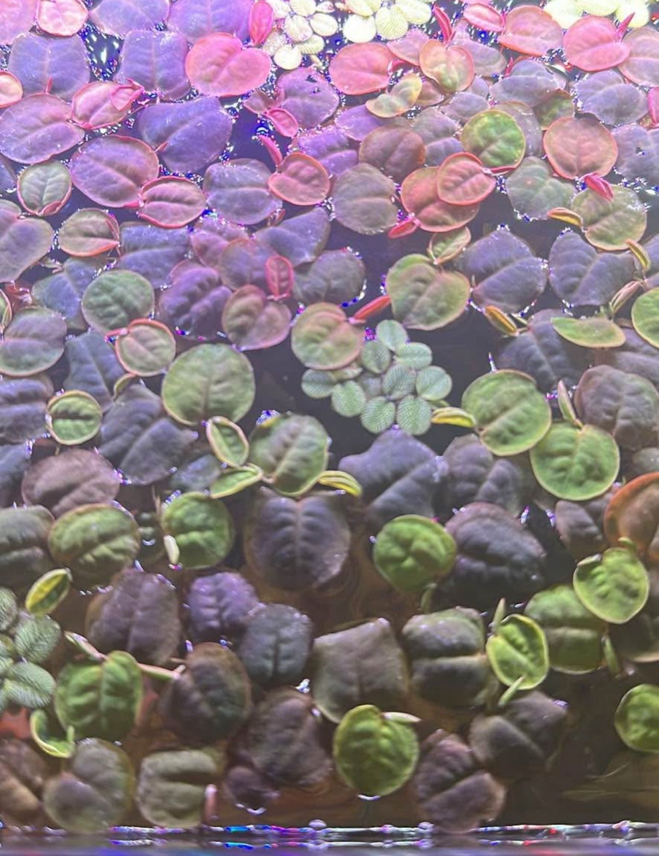 Red Root Floaters