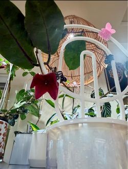 Hoya Megalaster