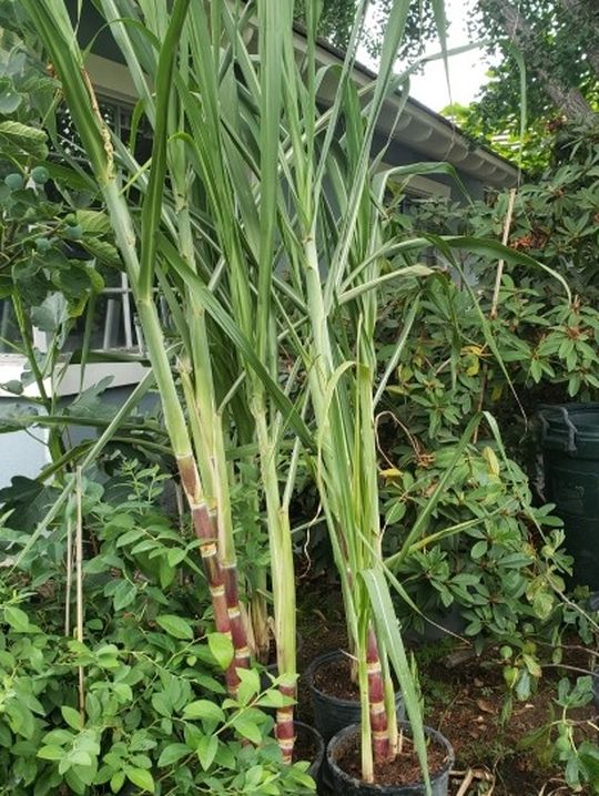 Sugar Cane Tree
