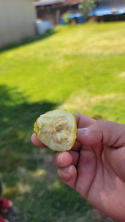 Guava tree/ arbol de guayaba