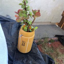 Succulent 