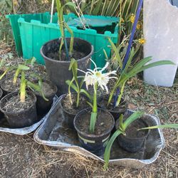 Beautiful Amaryllis Bloomed Plants  $15 Each  
