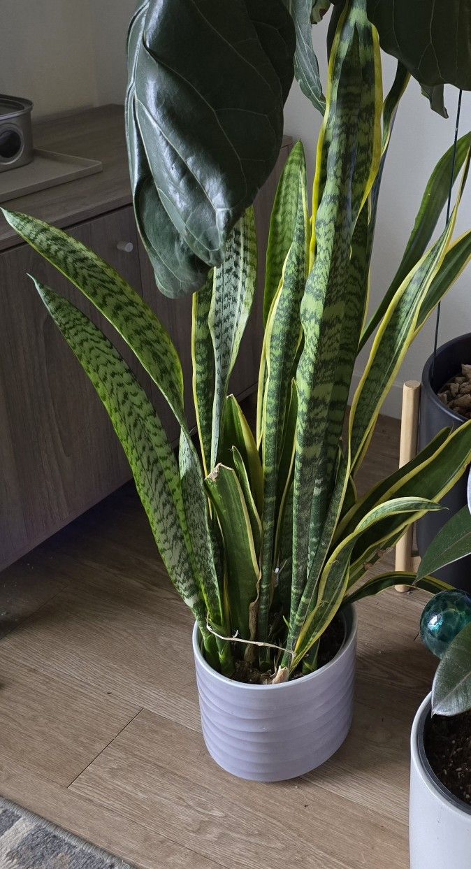 Variegated Snake Plant In Pot
