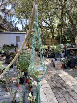 Macramé  Hanging Terrarium Includes, Aloe Plant, Rocks, and  Air Plant