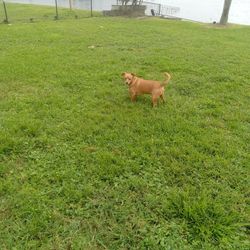 Pet Waste Removal