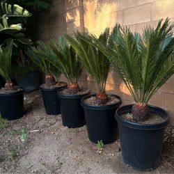 Healthy Sago Palms 2.5ft tall