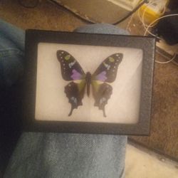 I Have A Purple Spotted Butterfly 