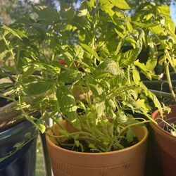 Organic Tomato Plants