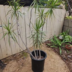 Dracaena Open Braided Green, Dragon Tree Open Nine Trunks