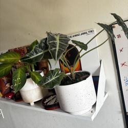 INDOOR PLANTS