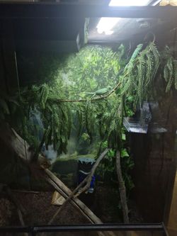 Reptile Tank/Enclosure