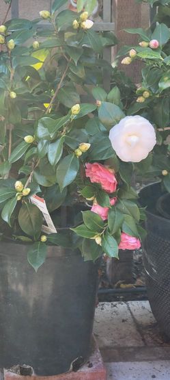 Flowering Shrub With Lattice 15g