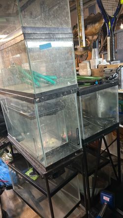 Aquariums and supplies