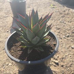 Agave Blue Glow
