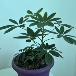 Umbrella Plant