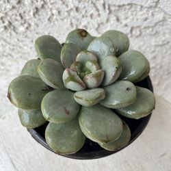 4 Inch Pot Succulent Plant - Graptopetalum Amethystinum - Jewel Leaf Plant - Rooted & Stablished - Drought Resistant - 🪴