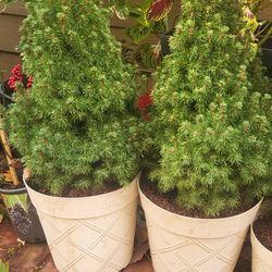 2.25gal Dwarf Alberta Conica $15 EACH