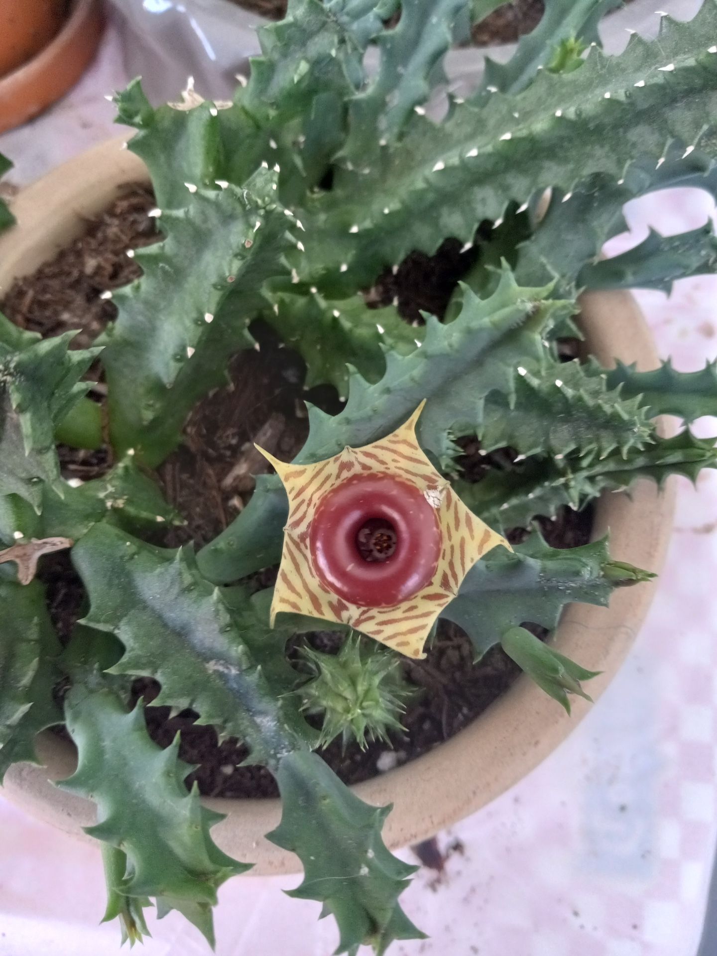 Dragón Frut Matas Cortadas