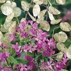 Money Plant Seeds - Lunaria Annua Violet /Silver Dollar Plants
