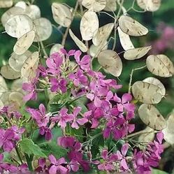 Money Plant Seeds - Lunaria Annua Violet /Silver Dollar Plants