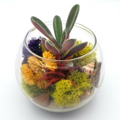 Plant Succulent Arrangements.